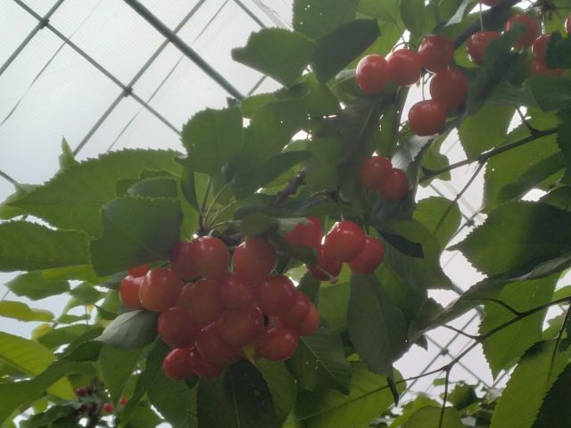 わたしのすき
