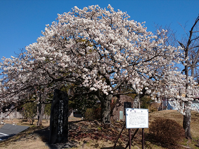 島田市役所