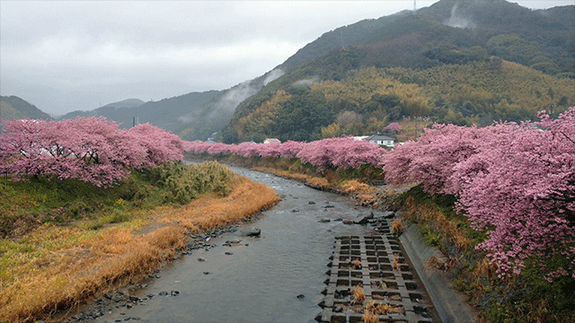 河津桜