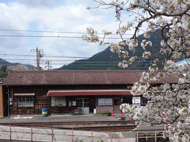 家山の桜