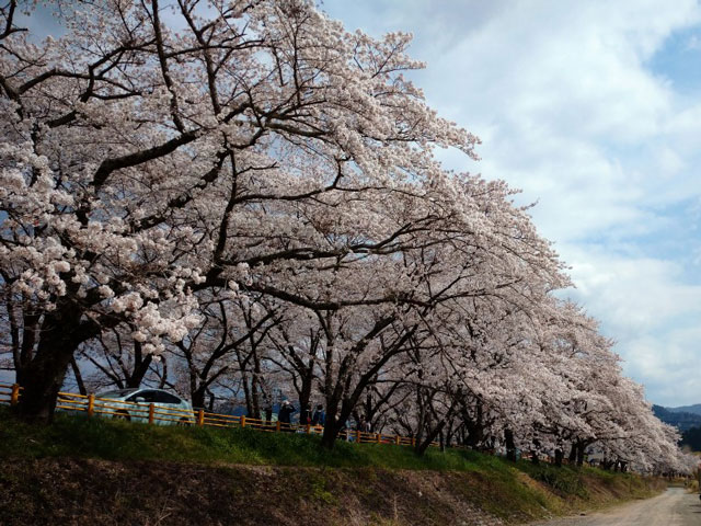 家山の桜