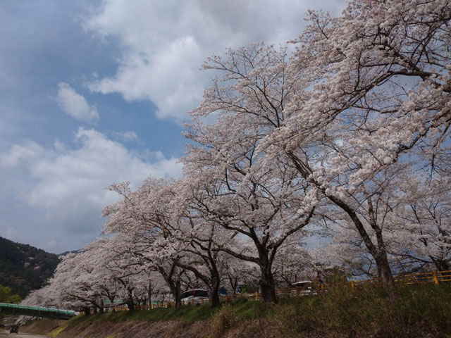 家山の桜