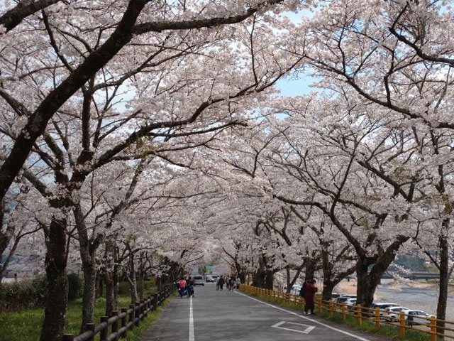 家山の桜