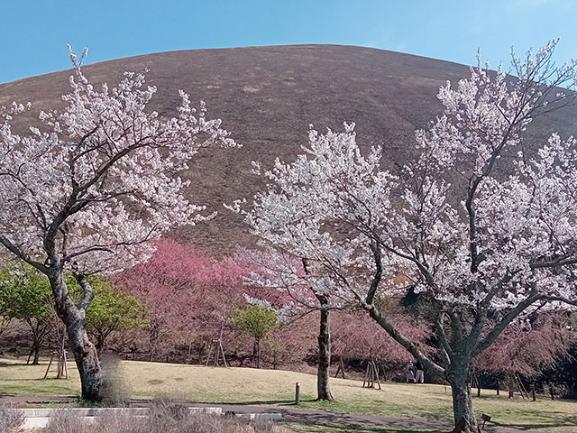 わたしのすき