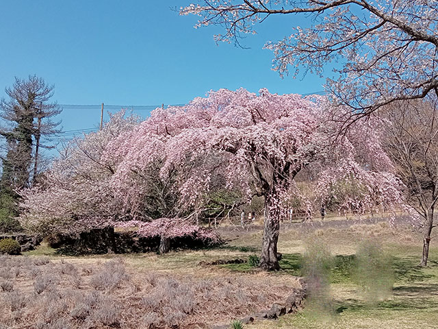 わたしのすき