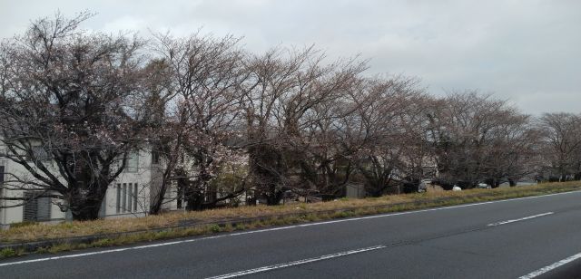 わたしのすき