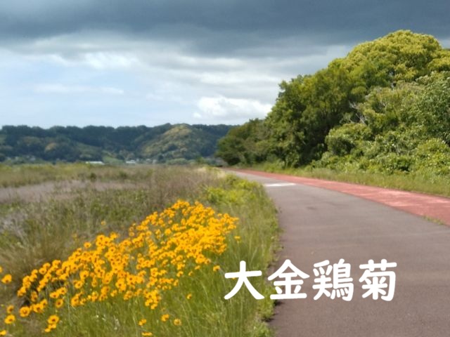 わたしのすき