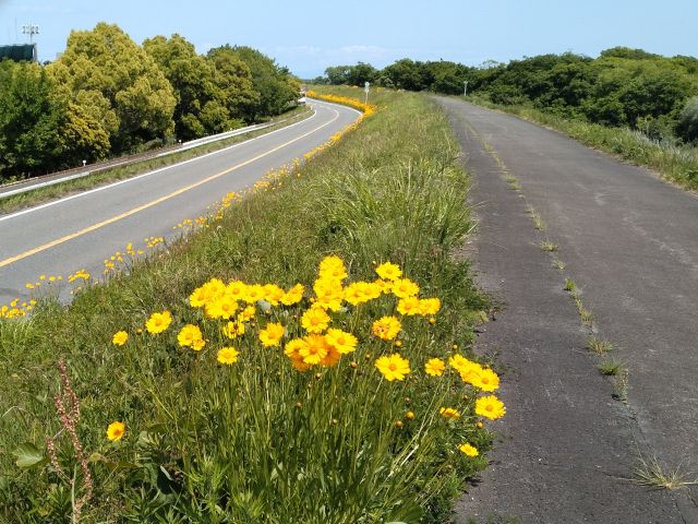わたしのすき