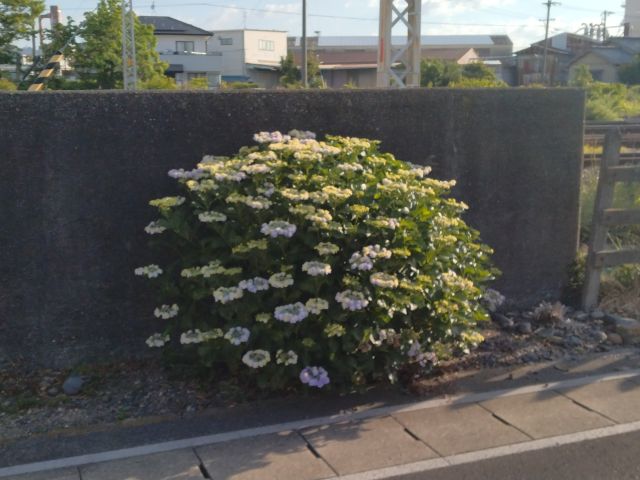 わたしのすき