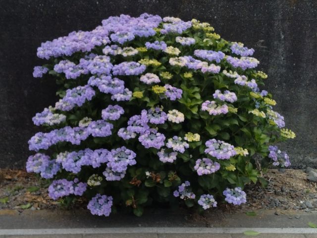 わたしのすき