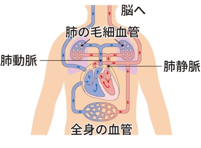 わたしのすき